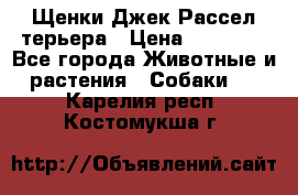 Щенки Джек Рассел терьера › Цена ­ 20 000 - Все города Животные и растения » Собаки   . Карелия респ.,Костомукша г.